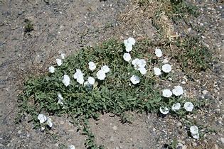 bindweed.